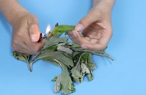 世界艾草产业大会艾草产业“三变”焕发生机