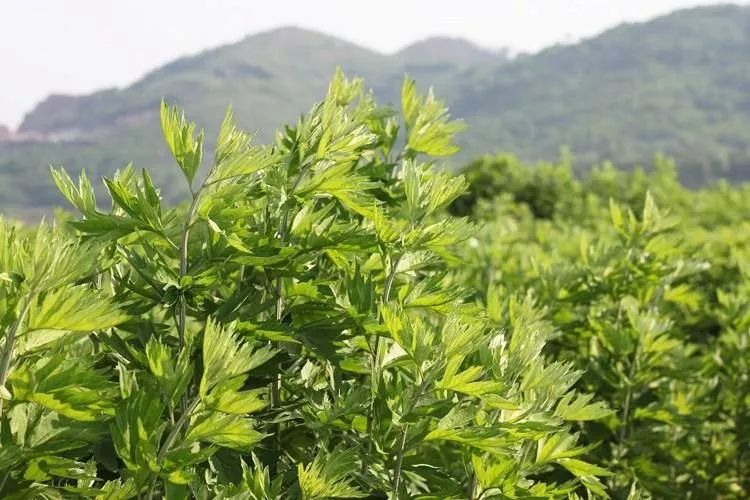 明光市农技干部贴心服务,助推艾草产业发展