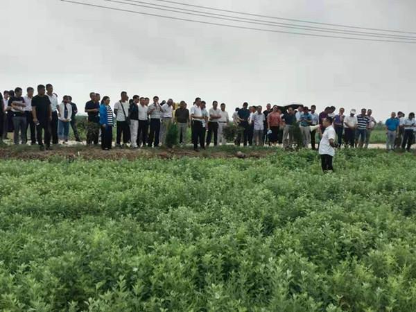 明光举办艾草种植技术暨机械化生产培训班