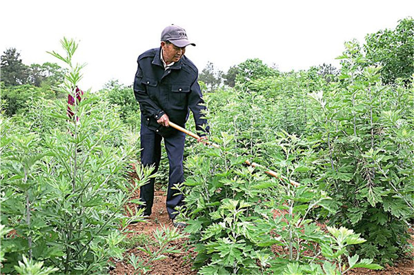 艾草种植成为团结村＂点石成金＂的秘诀