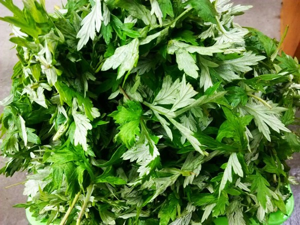 山野艾草成就蕲春艾草百亿产业