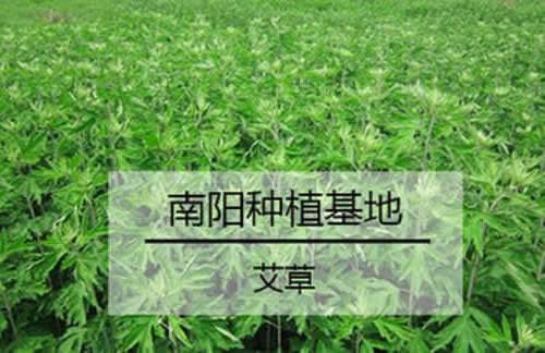 南阳艾草种植24万亩,3万多贫困群众因＂艾＂脱贫