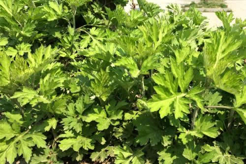艾草产业