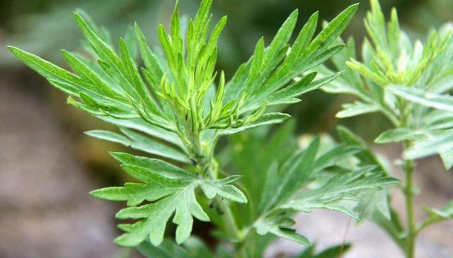 艾草种植