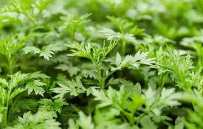 艾草飘香已千年,产业兴盛在今朝!