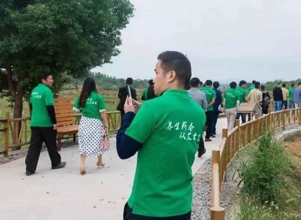蕲艾