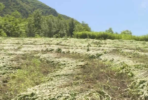 艾草