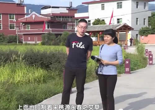 艾草的功效好创业者林江春:探索发展艾草产业