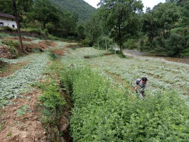 七里沟种艾蒿:多了一条脱贫致富路