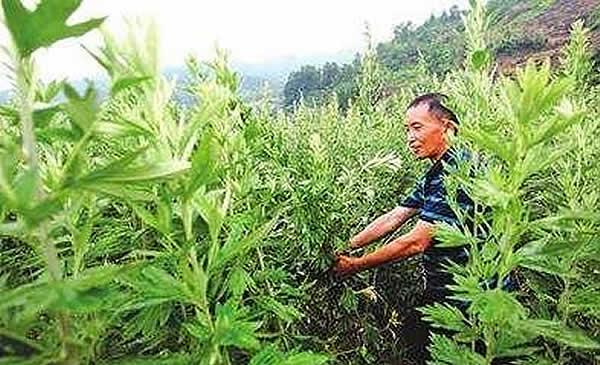 恭城县嘉会镇人艾草种植加工艾条致富
