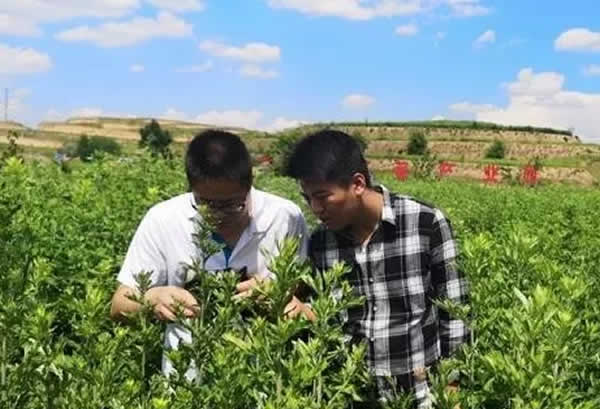 艾草飘香带扶贫,艾草将成扶贫新名片