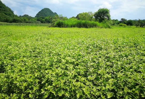 恭城县嘉会镇人艾草种植加工艾条致富
