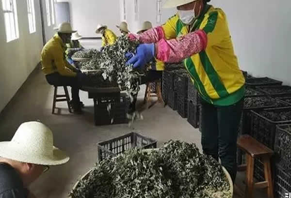 艾草