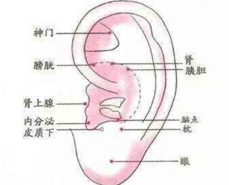 艾灸耳朵上的穴位有什么作用?