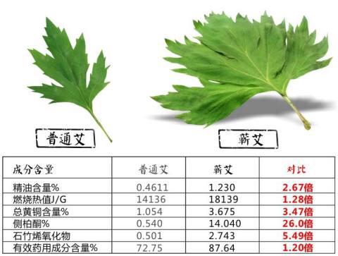 《道地药材》蕲艾