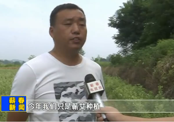 蕲艾