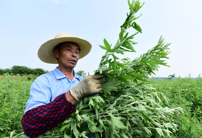 李时珍故里,小艾草长成