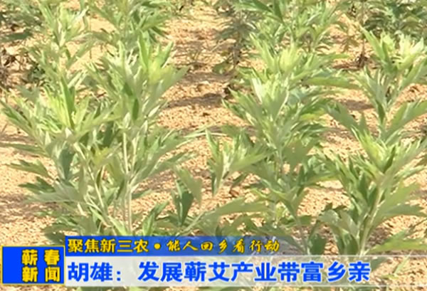 发展蕲艾产业带富乡亲,蕲春发展靠蕲春人建设