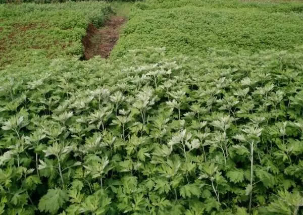 人工撸艾叶收获蕲艾,提升蕲艾品质