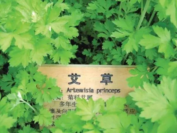 艾产业