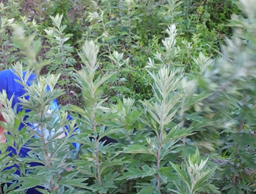 端午送艾明光艾草进社区大型公益活动在合肥拉开序幕