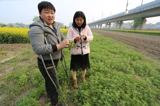 残疾夫妻携手种植艾草点亮脱贫创业梦