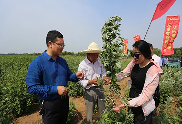 农场收割艾草,农户增收效益
