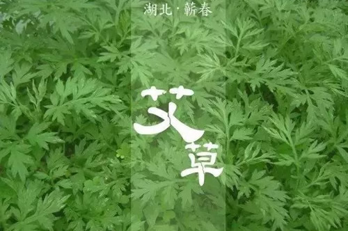 李时珍蕲艾健康旅游文化节推进蕲艾产业发展