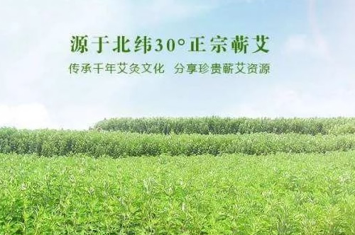 蕲艾产业