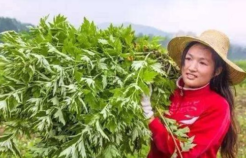 蕲春的蕲艾