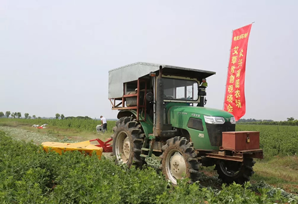 农场收割艾草,农户增收效益