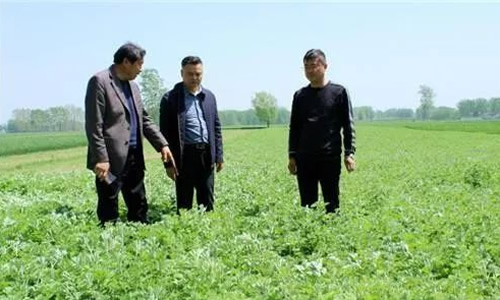 返乡农民工孙向坤种植加工艾草带领村民致富