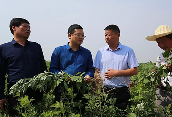 收割艾草
