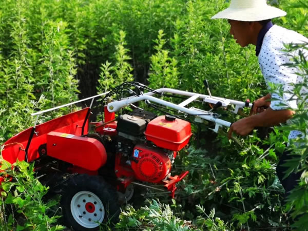 企业定点收购艾叶,群众种植效益有保障