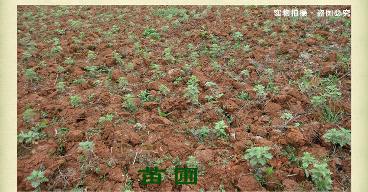 管窑镇寒婆岭村建设蕲艾种苗繁育基地