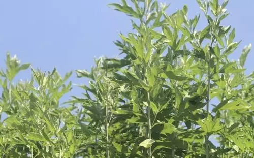 艾草