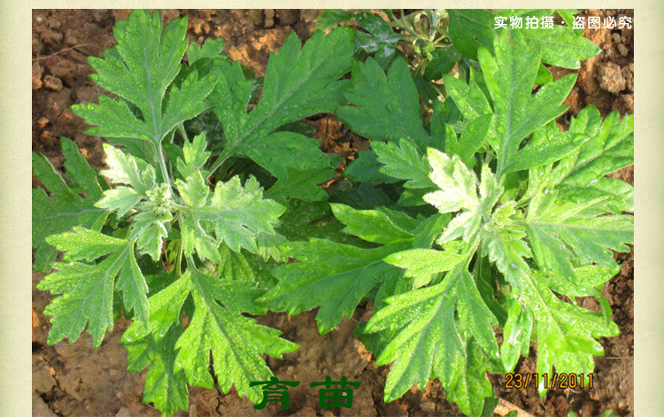 蕲艾种苗