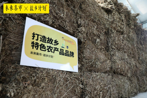 艾草种植