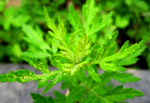 艾草
