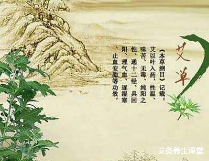 艾灸为什么要用艾草?_什么是艾草?