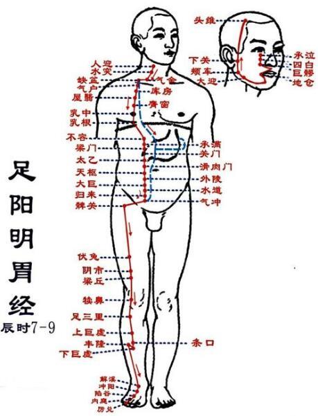 全身胃经穴位都治疗什么病?艾灸知识分享
