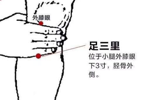足三里的位置