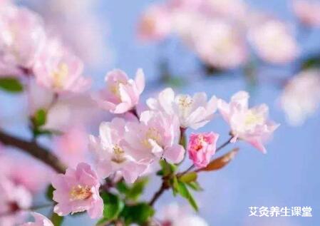 春天艾灸注意事项?春季艾灸要注意什么?