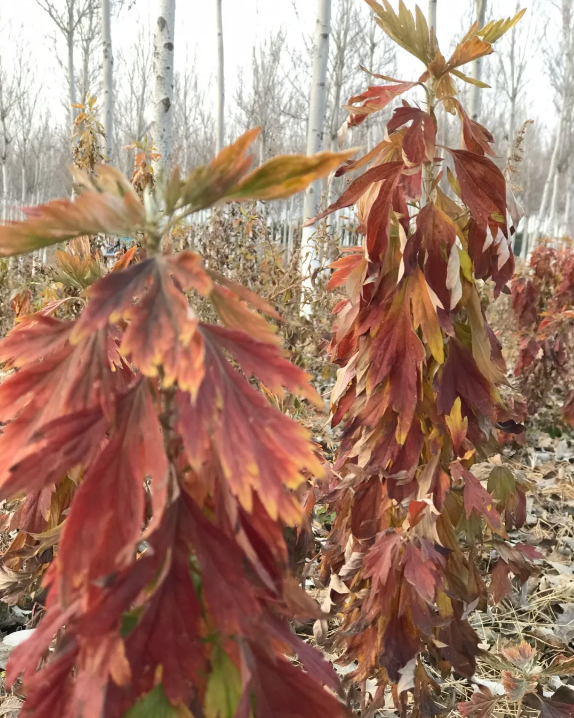 发现“红叶艾草”！被深秋染红的艾叶，简直太美了！