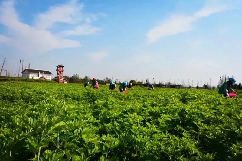蕲艾的功效有哪些？艾草为什么有这么多的用处