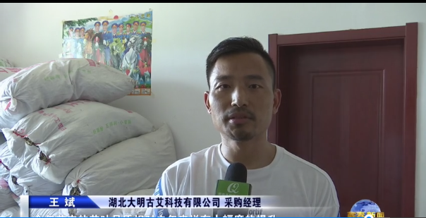 艾草收购︱大明古艾政企密切协作助力蕲春官窑艾农增收