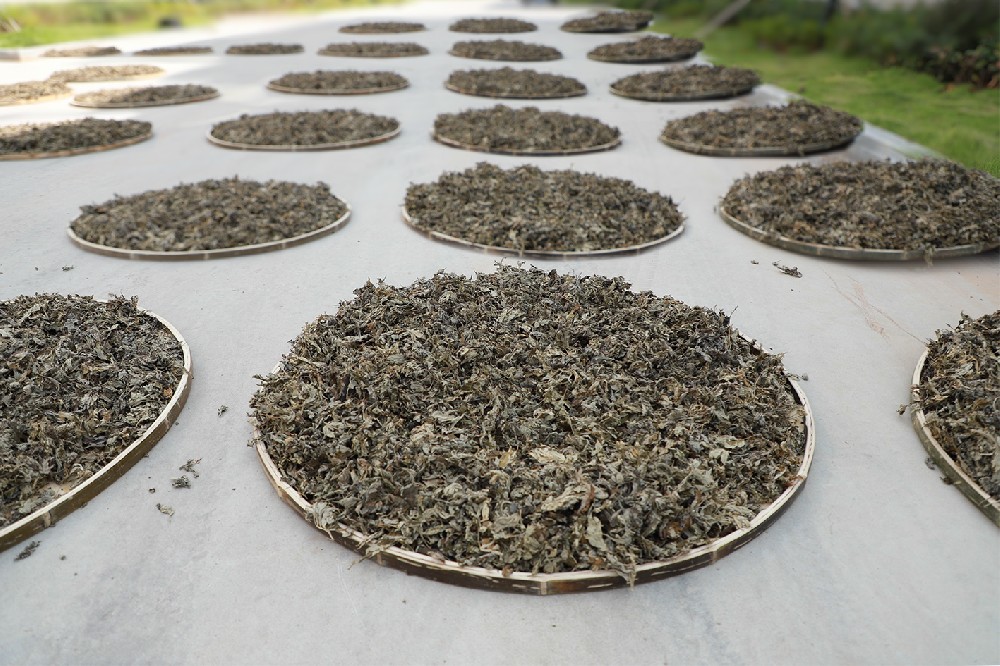 匠心铸艾都 纯绒领风潮—湖北大明古艾科技以硬核产能与纯叶提绒工艺，领航蕲艾品质新高度