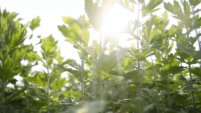 蕲艾产业高质量发展和蕲艾产业研究院建设规划广泛听取和征求社会各界意见和建议